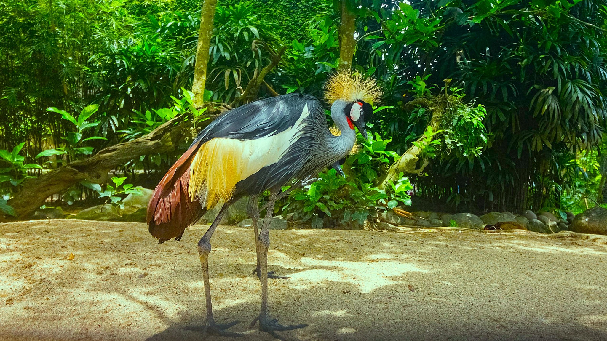 Bali Bird Park Admission Ticket